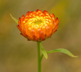 orange everlasting daisy (Bracteantha bracteata) flower