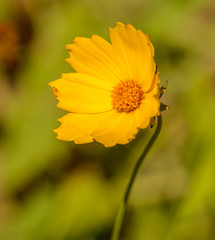 yellow sulfur cosmos flower macro