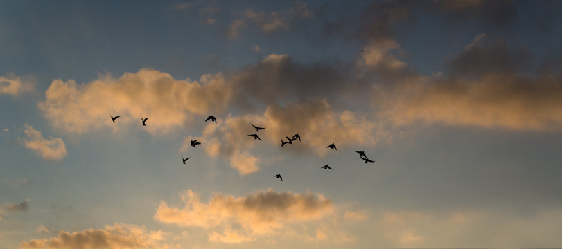 Flock of birds silhouettes on a background of colorful sunset clouds