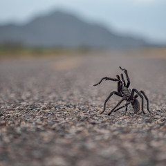 Tarantule (Aphonopelma hentzi)