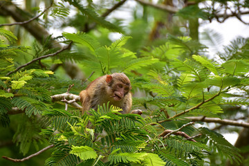 The rhesus macaque monkey (Macaca mulatta), Nanwan Monkey Island, China