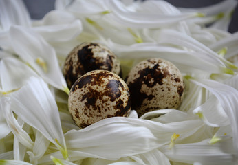 Three quail eggs, easter eggs in a nest of flowers on dark background.