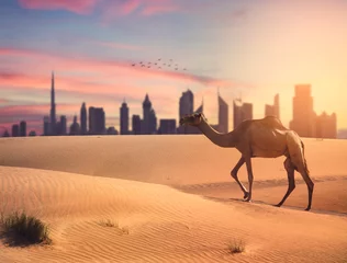 Foto op Canvas Dubai travel concept Collecting between the modern and tradtional UAE. travel concept, Camel crossing the desert with dubai skyline in sunset time. © Moez