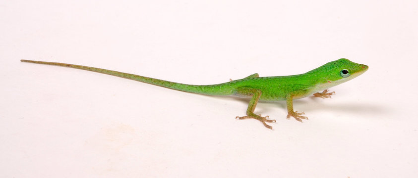 Rotkehlanolis Jungtier (Anolis carolinensis) - Carolina anole