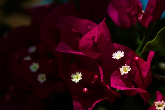 Beautiful bougainvillea on a dark background, Bodrum, Mugla, Turkey. Traditional Aegean style white houses, colorful streets and bougainvillea flowers in Bodrum city of Turkey.