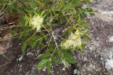 Copaíba - Copaifera langsdorffii