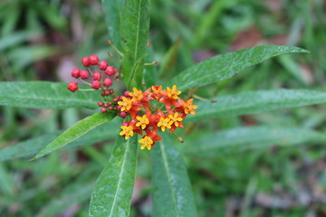 Erva de Rato - Asclepias curassavica