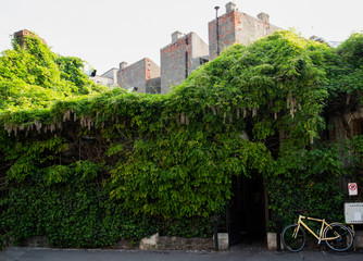 old house covered with vegetation in Bucharest city center