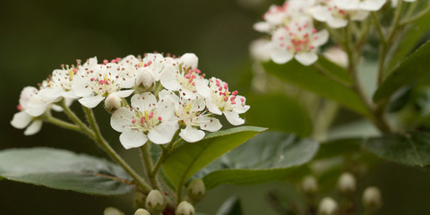 flowering branch of hawthorn with white flowers and buds
