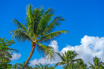 Fototapeta premium Tropical palm Trees with blue sky and clouds