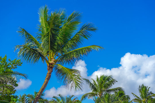 Tropical palm Trees with blue sky and clouds