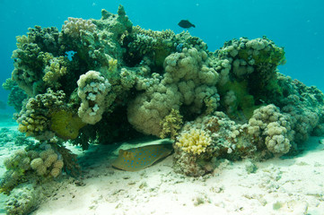 Blaupunktrochen unter Riffblock