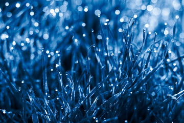 Amazing grass background with dewdrops shining on the sunlight toned in blue color of the year 2020