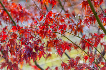 Regentropfen am Regentag regnen auf rot leuchtendes Laub eines kleinen Ahornbaums im Garten und zeigen Winterblues und Winterdepression in der dunklen Jahreszeit mit Depression und Lichtmangel