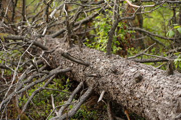 Laying cut down pine trunk with branches in the forest