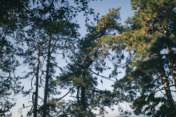 Cormorant birds are sitting on trees overlooking the Black Sea in the Botanical Garden in the city of Batumi, Georgia. Summer