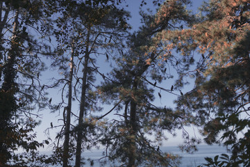 Obraz premium Cormorant birds are sitting on trees overlooking the Black Sea in the Botanical Garden in the city of Batumi, Georgia. Summer