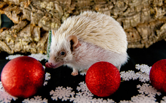 White hedgehog with christmas decoration