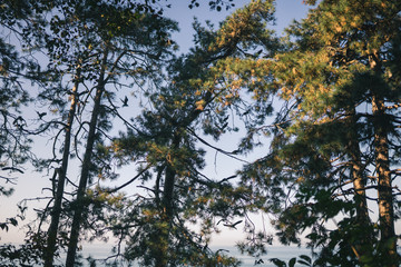 Cormorant birds are sitting on trees overlooking the Black Sea in the Botanical Garden in the city of Batumi, Georgia. Summer