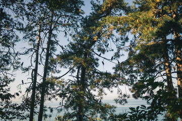 Obraz premium Cormorant birds are sitting on trees overlooking the Black Sea in the Botanical Garden in the city of Batumi, Georgia. Summer