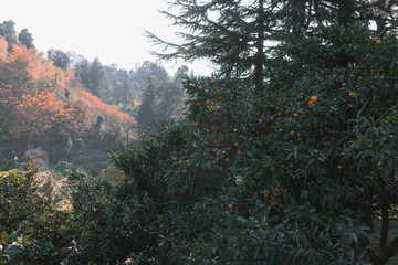Harvesting mandarin in the Botanical Garden in the city of Batumi. Georgia.