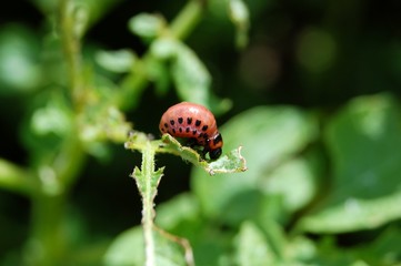Colorado potato beetle larva eat green leaf in the wild closeup macro 