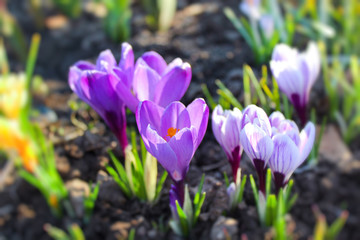 colorful crocuses in early spring. the first flowers break through the ground. the concept of awakening nature after winter