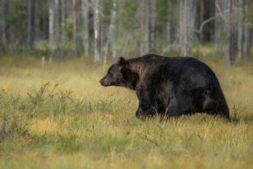 Obraz na płótnie Canvas Beautiful and majestic big European Brown Bear (Ursus arctos arctos) walking / hunting around lake in the evening light. Dangerous animal in nature taiga forest and meadow habitat of Kuhmo, Finland. 