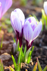colorful crocuses in early spring. the first flowers break through the ground. the concept of awakening nature after winter