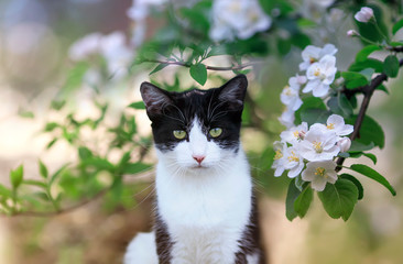 portrait of cute a cat sits in a may garden under the flowering branches of a white Apple tree on a Sunny spring day