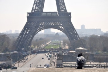 dove pigeon seats in Paris with Eifel tower on background