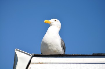 seagull sits on the edge of the roof corner with blue sky on background