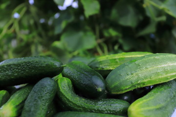 Cucumbers in a greenhouse against a background of foliage