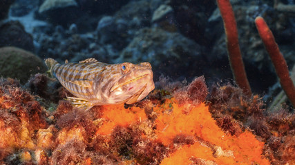 Seascape of coral reef in the Caribbean Sea around Curacao with Sand Diver, coral and sponge