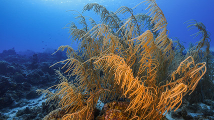 Seascape of coral reef in the Caribbean Sea around Curacao with coral and sponge