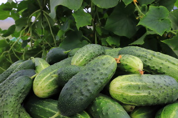 Cucumbers in a greenhouse against a background of foliage
