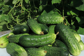 Cucumbers in a greenhouse against a background of foliage