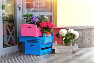 Potted blue, rose and white buldenezh in wooden boxes decorates the facade of a flower shop. Bright flowers adorn the entrance to the store.