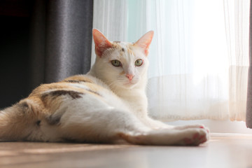 A calico cat lies next to the white curtain and stares at the camera.