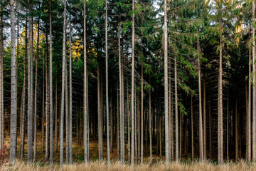 Fototapeta premium Beautiful fir tree forest in Poland