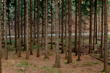 Fototapeta premium Beautiful fir tree forest in Poland