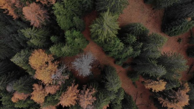 Aerial view of colorful autumn trees in the Alps. Top-down right above treetops. Fall season.