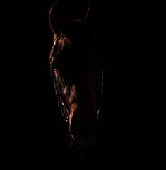 Horse silhouette on a black background