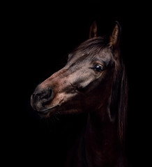 Fototapeta na wymiar Young horse on a black background
