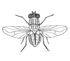 Common fly. Black drawing outline vector image, top view.