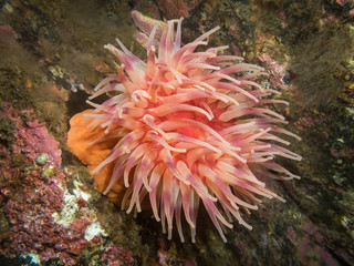 Naklejka na ściany i meble anemone in the Barents Sea