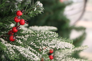 red berries in snow