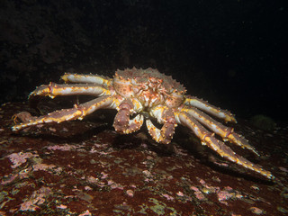 king crab between stones