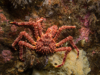 young king crab on the rock