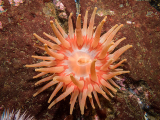 orange anemone in the Barents Sea